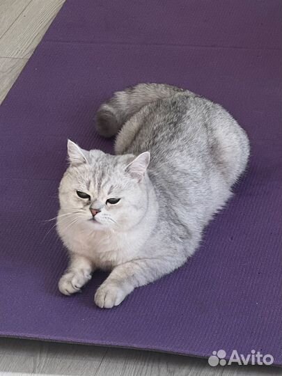 Британская кошка