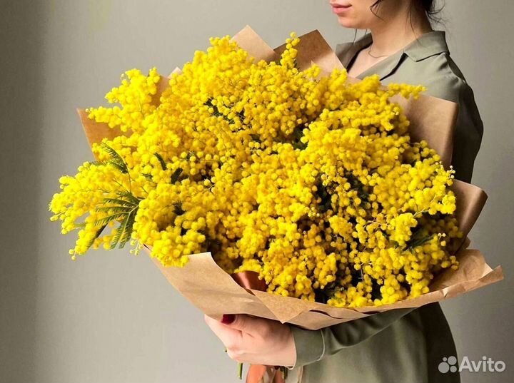 Мимоза оптом от производителя