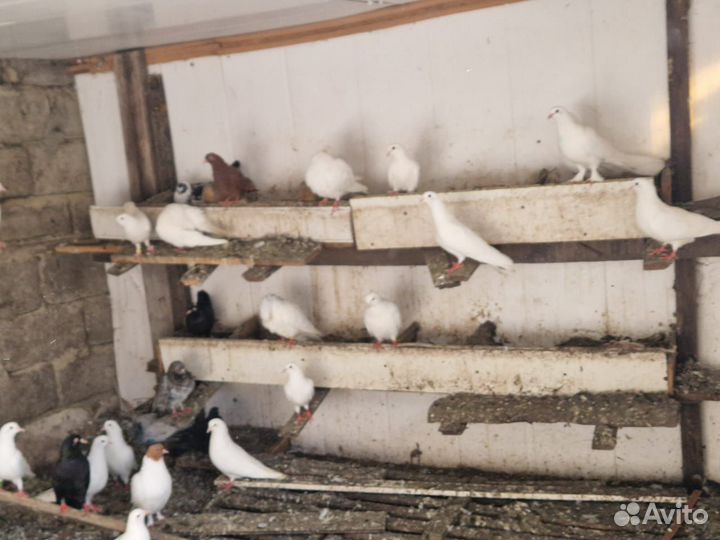Продажа голубей