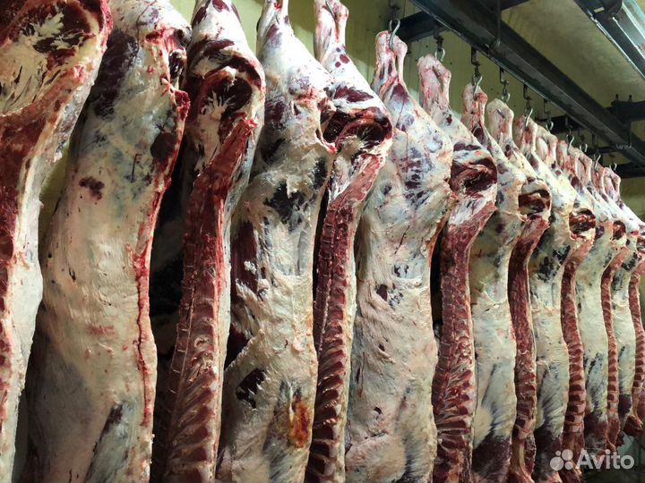 Мясо говядины(быки,телки)