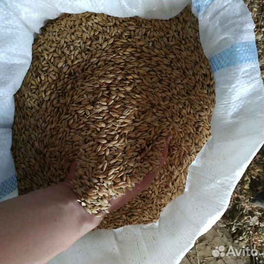 Ячмень, овес