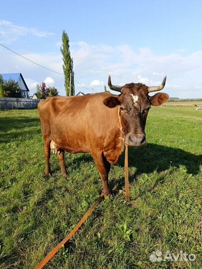 Корова дойная