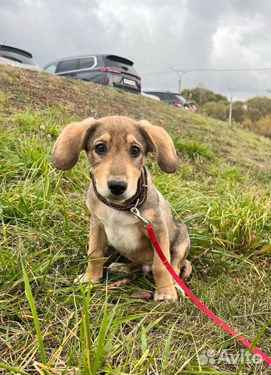 Щенок мальчик