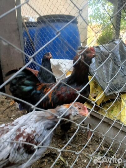 Куры Амераукана, пушкинские, доминант