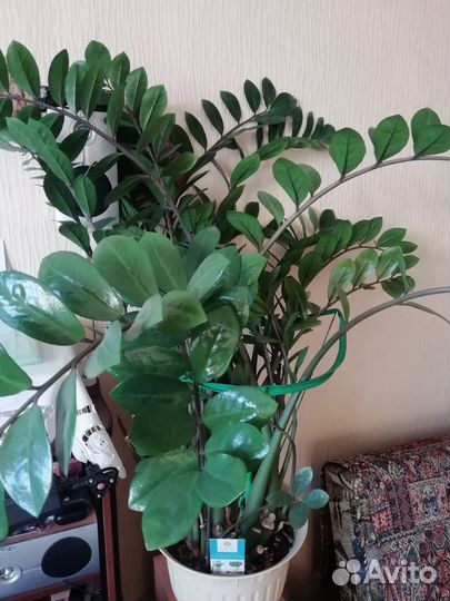 Замиокулькас