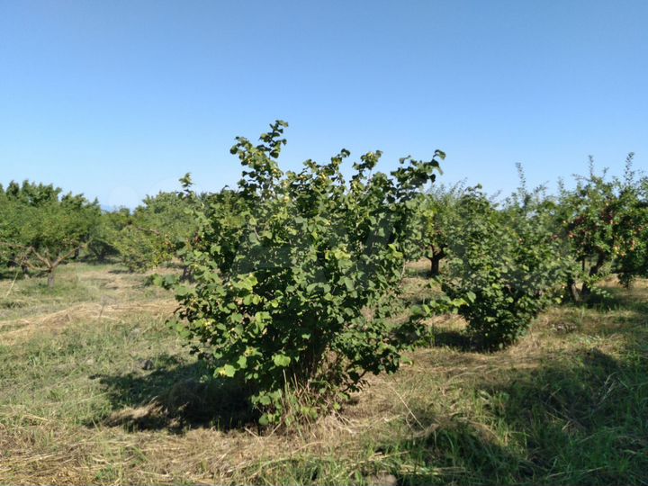 Участок 100 сот. (СНТ, ДНП)