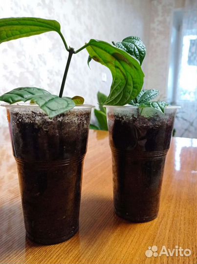 Клеродендрума