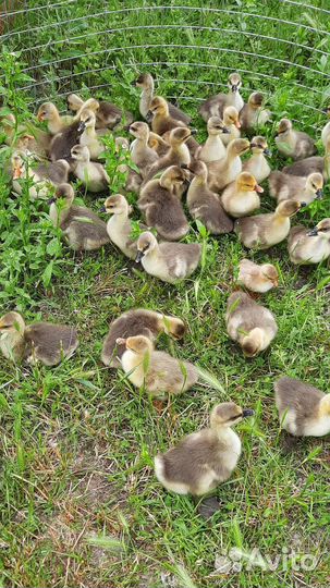 Продаются суточные, подрощеные гусята