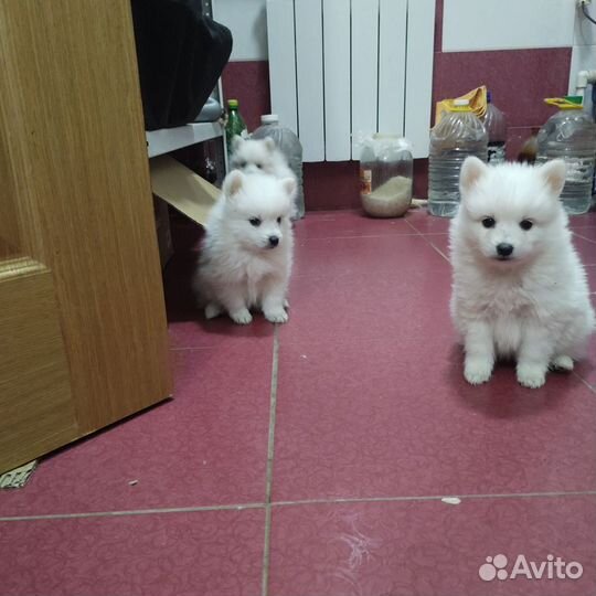 Щенки японского шпица