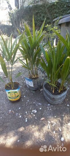 Саженцы веерной пальмы 20-40см