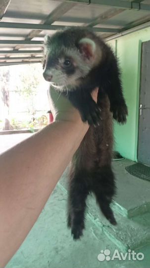 Хорек животное