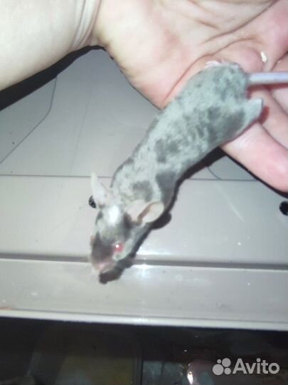 Сатиновые и японские мышки