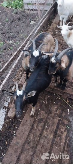 Козы бараны породы