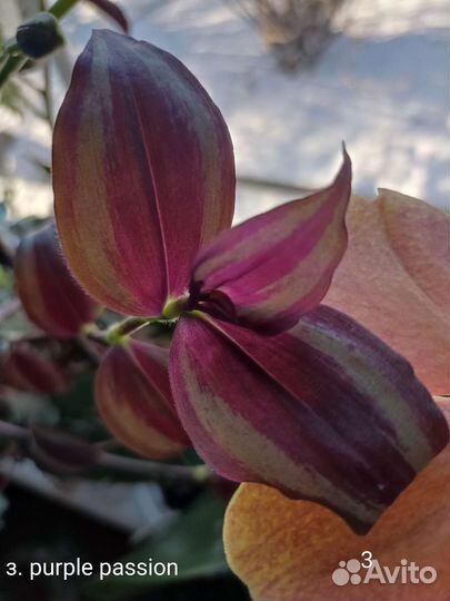 Традесканция зебрина