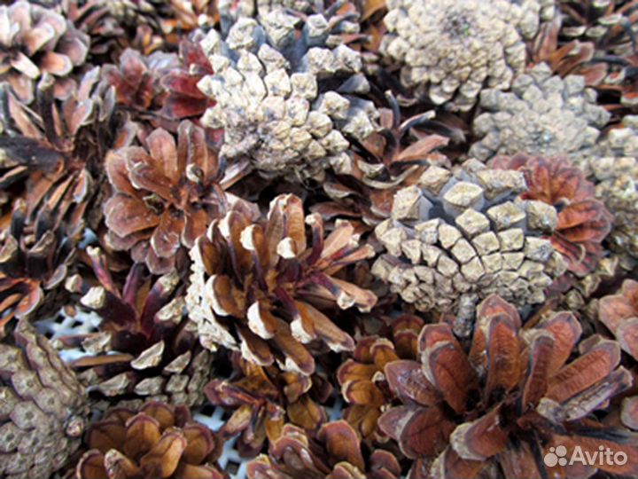 Шишки сосновые и еловые отборные для флористики