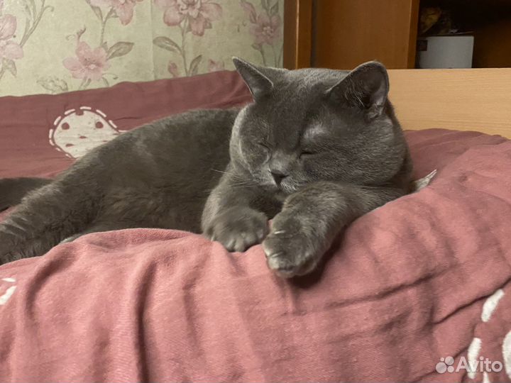 Британский кот для вязки