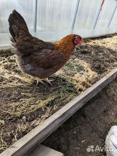 Курицы и петухи породы Билефельдер