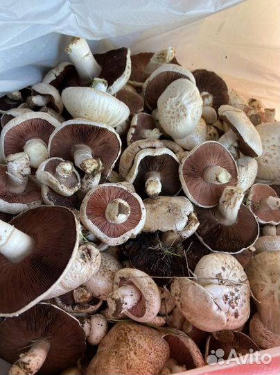 Грибы свежие шампиньоны лесные