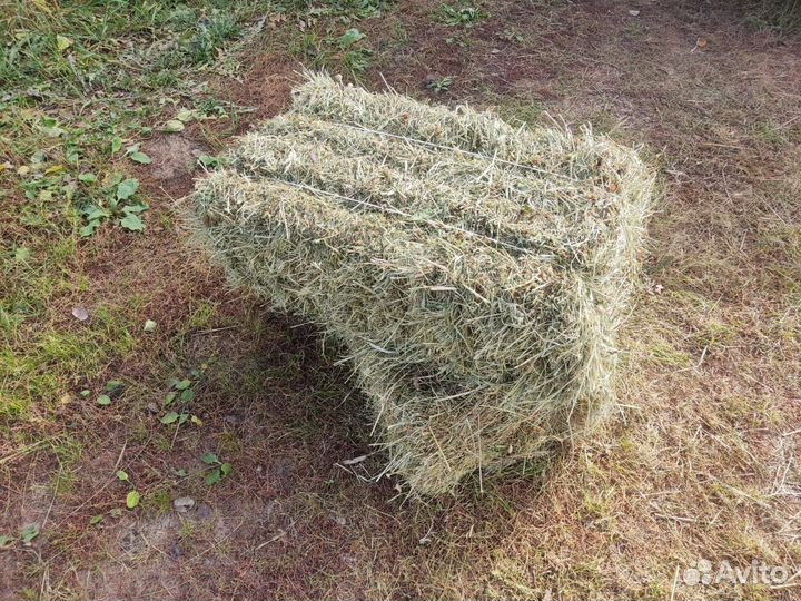 Сено разнотравье в тюках