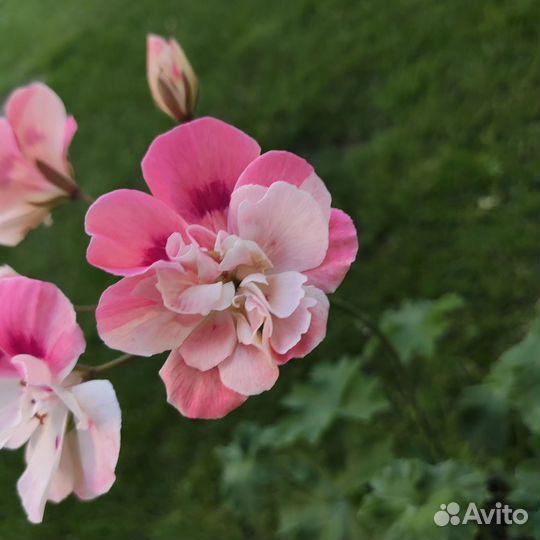 Пеларгония