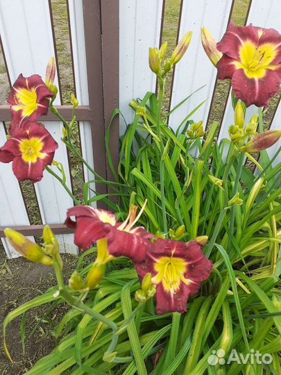 Лилейник сортовой