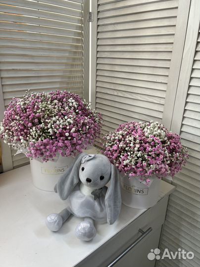 Гипсофила в коробке