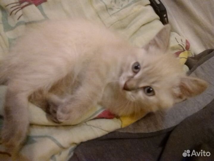 Котята