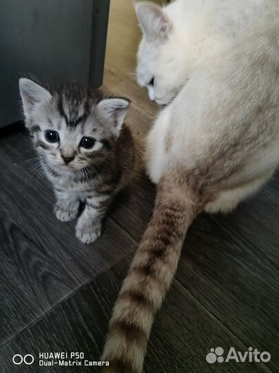 Кошки в добрые руки бесплатно