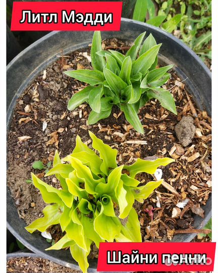 Хосты малышки