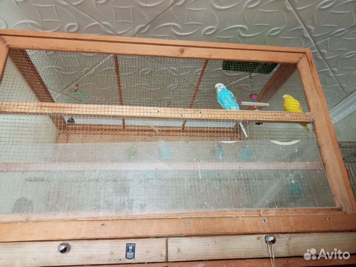 Птенцы волнистый попугай