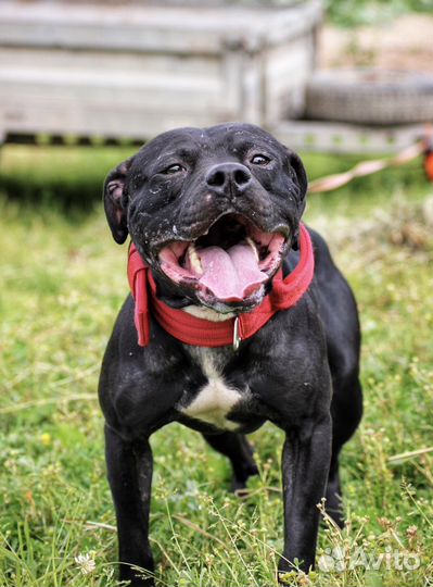 Щенки питбуля