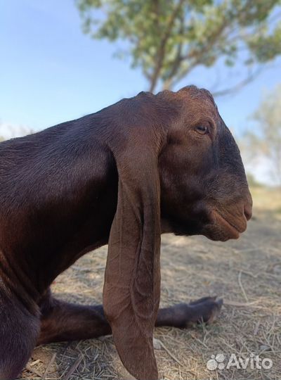 Козлик камори