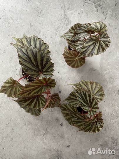 Бегония Irian Jaya