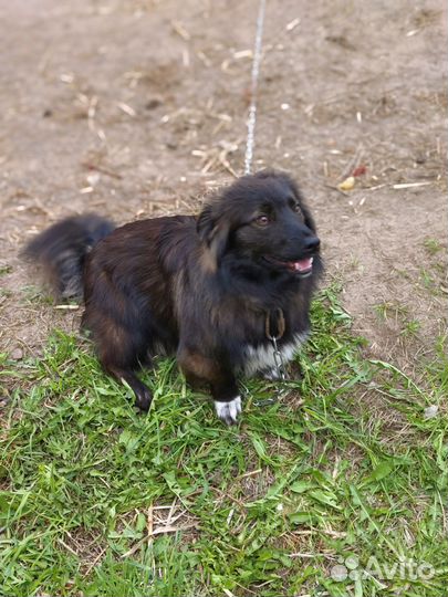 Щенки таксы