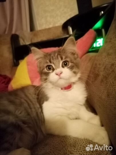 Котята мейн-кун метисы