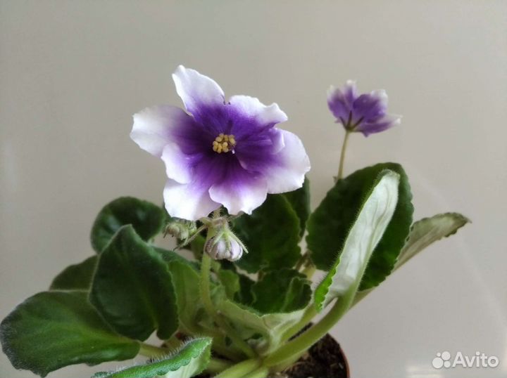 Листочки на срез