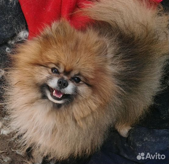 Померанский шпиц мини мальчик