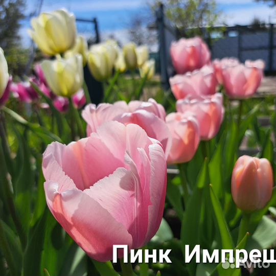 Луковицы тюльпанов