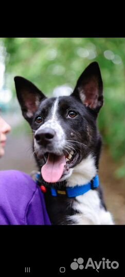 Новенькая Кетти ждёт в приюте