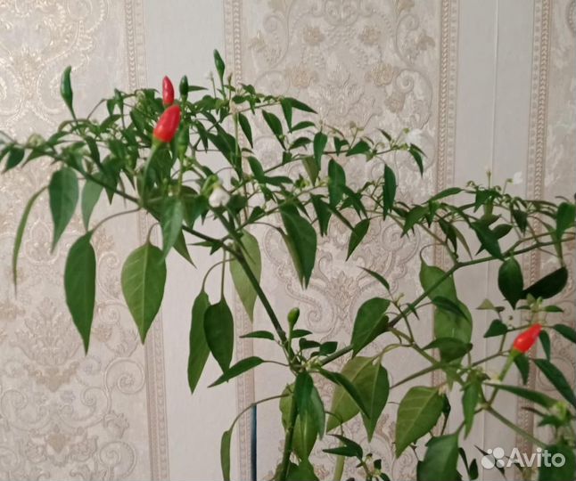 Перец комнатный