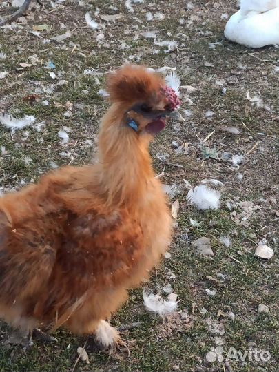 Петух-китайский шёлковый