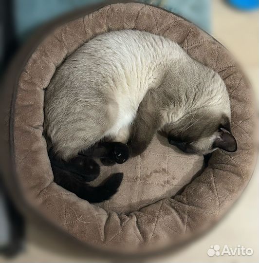Кот в добрые руки