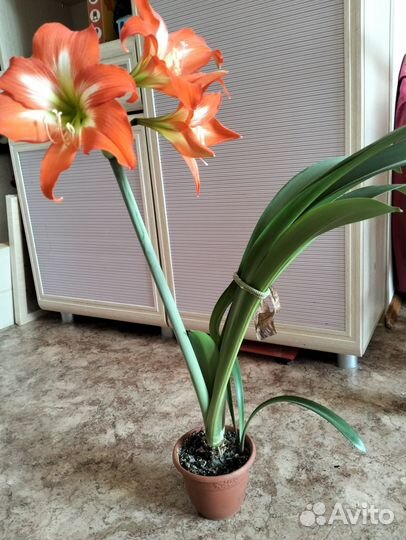 Цветок Гиппеаструм,Аленький цветочек