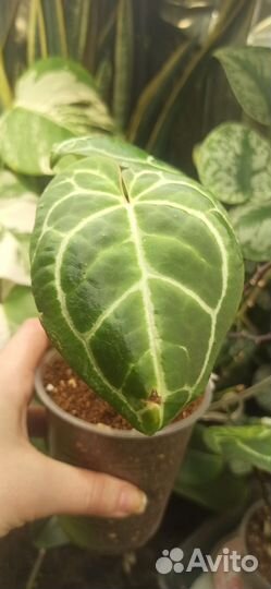 Антуриум кристаллинум Cristallinum