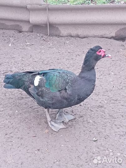 Мускусные утки