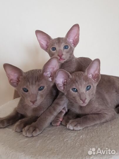 Ориентальные котята