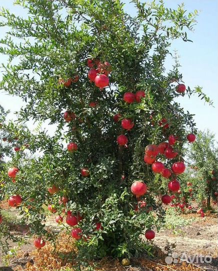 Гранат азербайджан