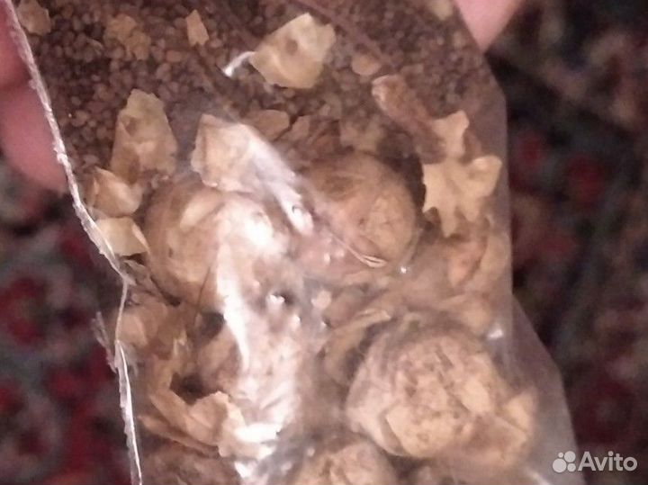 Махорка семена