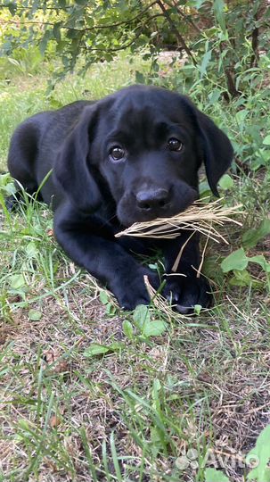 Щенки лабрадора