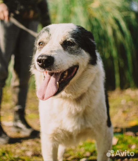 Лапик-Супер-пёс